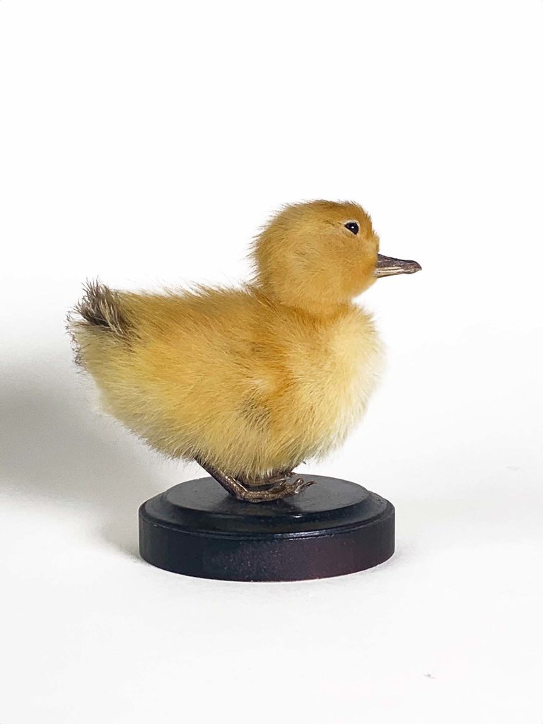 Taxidermy duckling