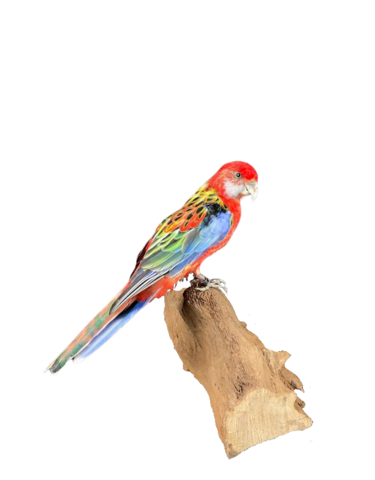 Taxidermy eastern Rosella bird -Platycercus eximius