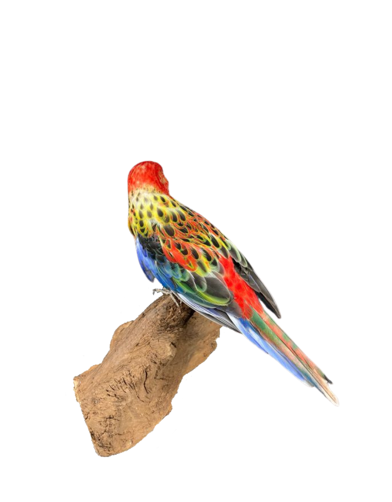 Taxidermy eastern Rosella bird -Platycercus eximius