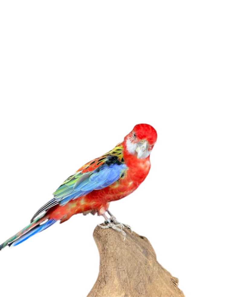 Taxidermy eastern Rosella bird -Platycercus eximius