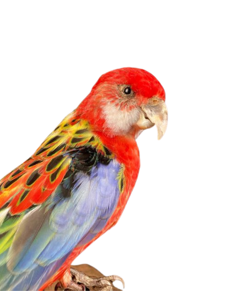 Opgezette Rosella - Platycercus eximius