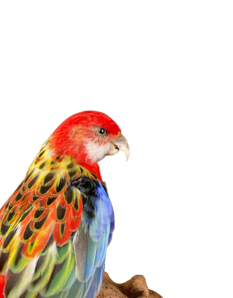 Taxidermy eastern Rosella bird -Platycercus eximius