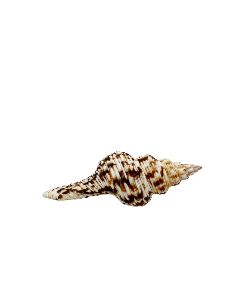 Fusinus Nicobaricus - Spindel schelp