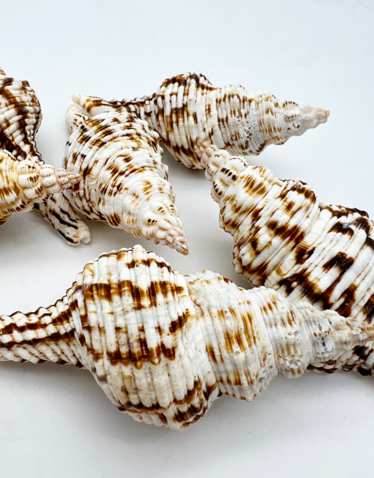 Fusinus Nicobaricus - Spindle shell