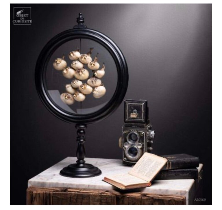 Objet de Curiosité 15 Kogelvissen Achter Glas | Objet de Curiosité