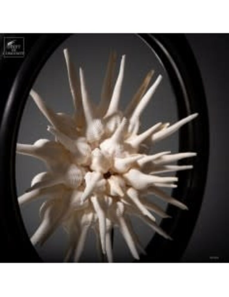 Objet de Curiosité Halve Bol Fusinus Colus – Grote Zwarte Reliquary | L’Objet de Curiosité