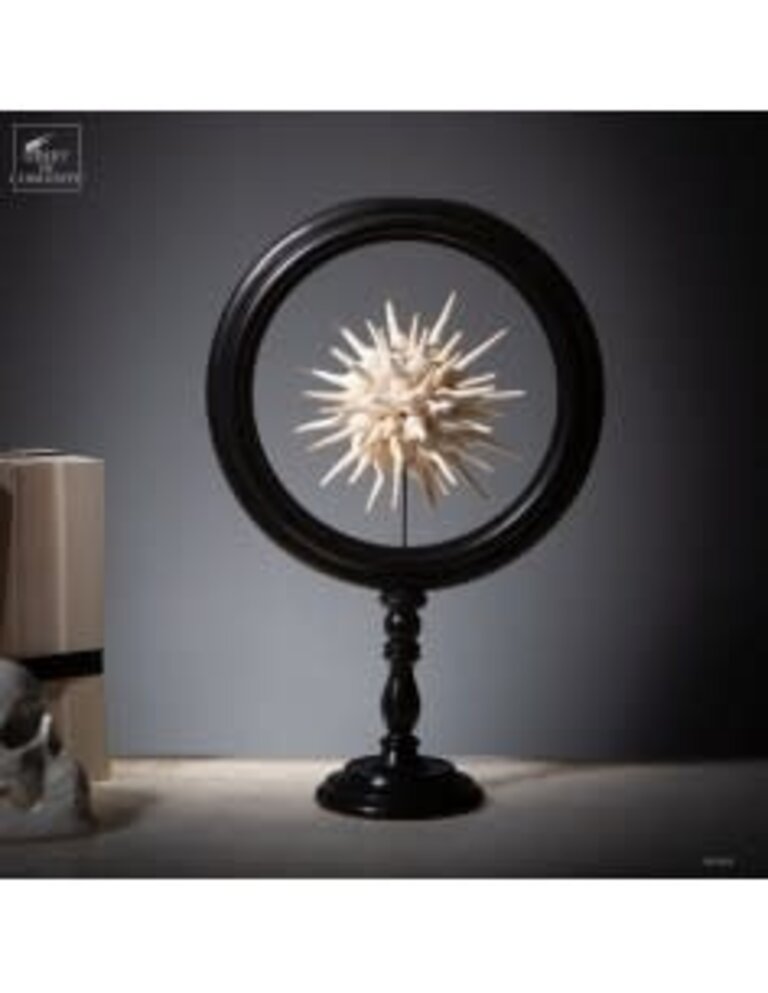 Objet de Curiosité Halve Bol Fusinus Colus – Grote Zwarte Reliquary | L’Objet de Curiosité