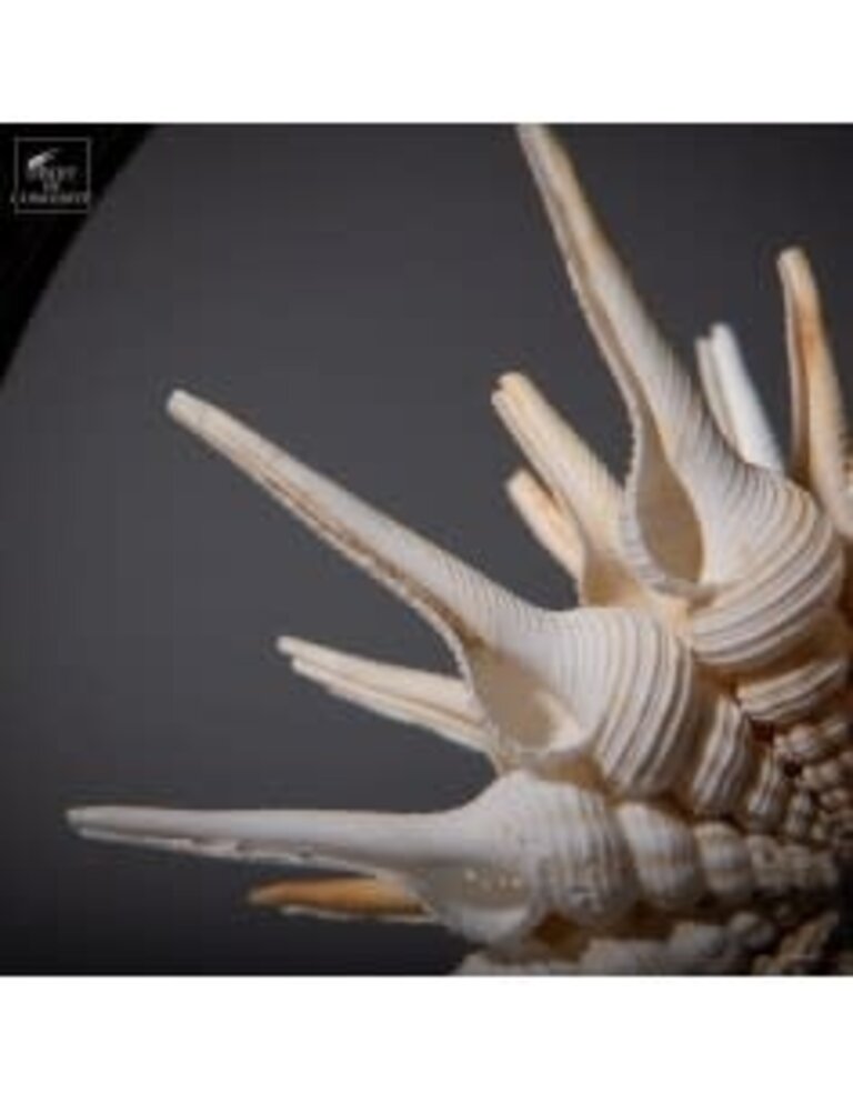 Objet de Curiosité Halve Bol Fusinus Colus – Grote Zwarte Reliquary | L’Objet de Curiosité