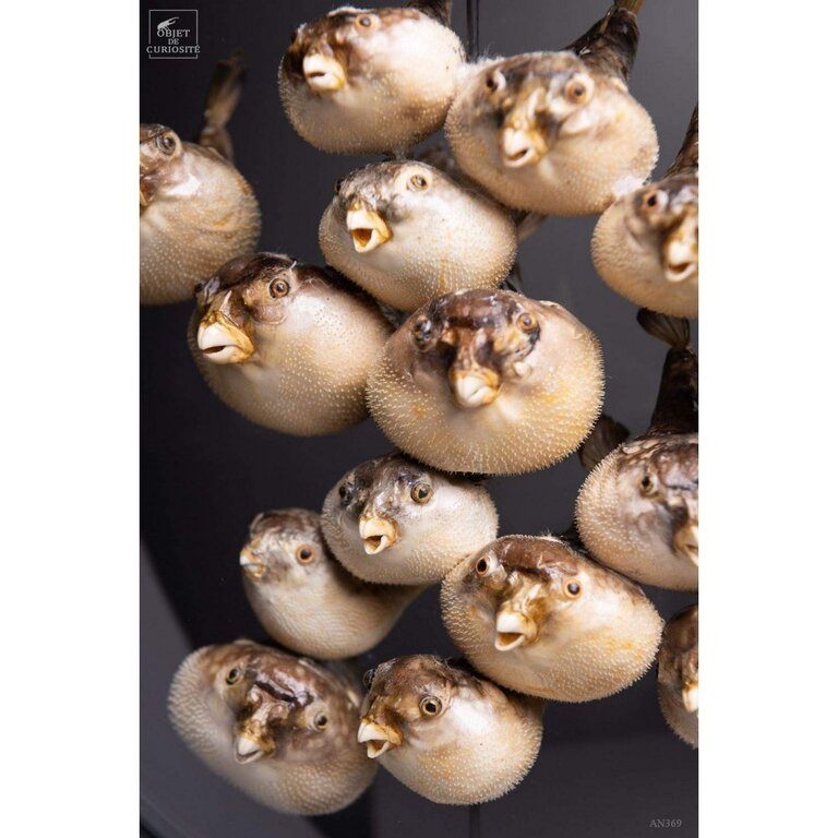 Objet de Curiosité 15 Kogelvissen Achter Glas | Objet de Curiosité