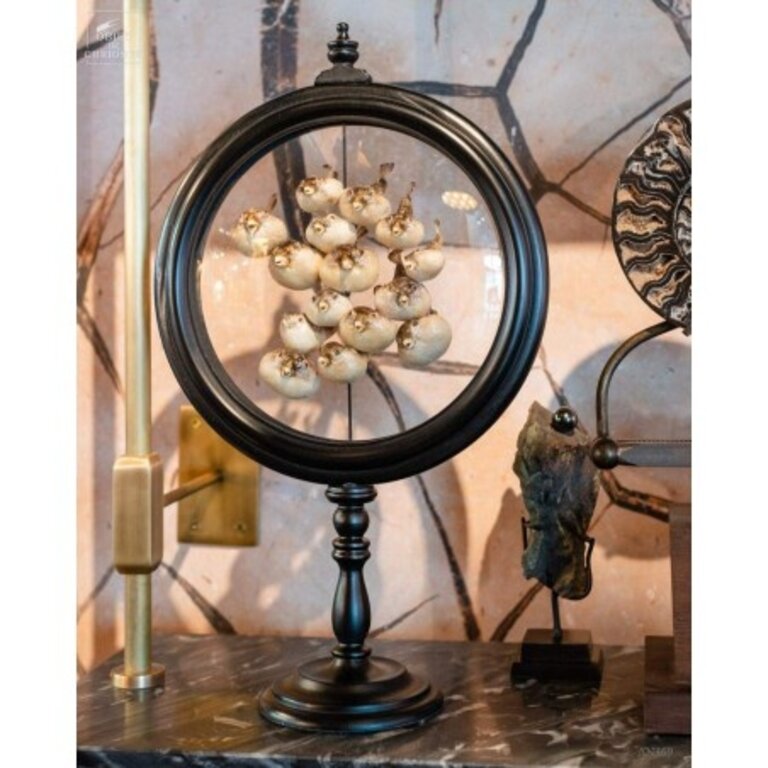 Objet de Curiosité 15 Kogelvissen Achter Glas | Objet de Curiosité