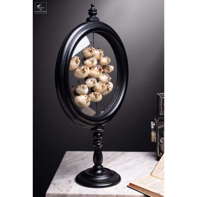 Objet de Curiosité 15 Kogelvissen Achter Glas | Objet de Curiosité