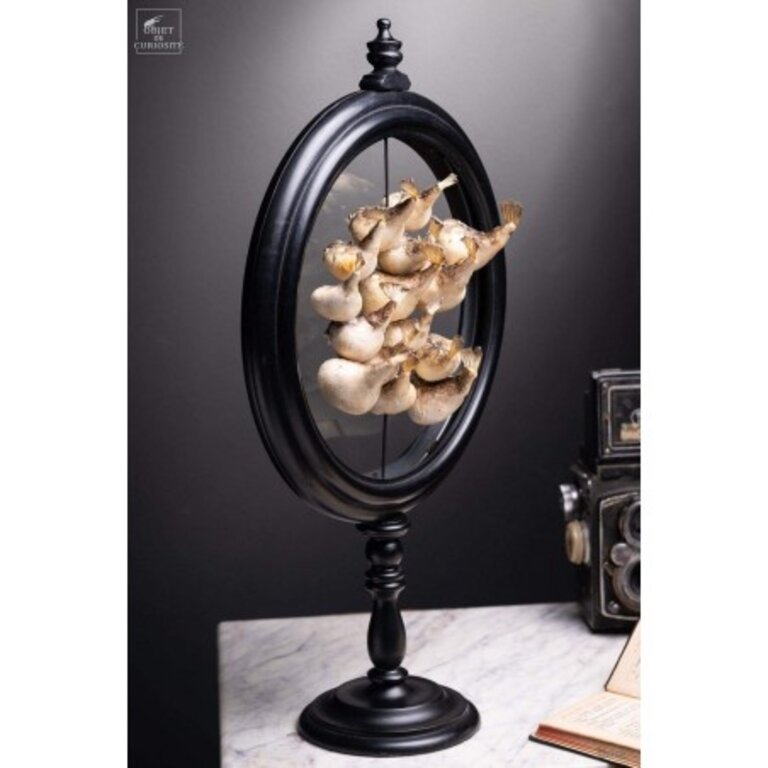 Objet de Curiosité 15 Kogelvissen Achter Glas | Objet de Curiosité