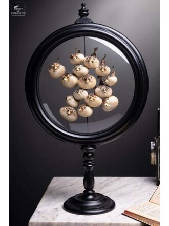 Objet de Curiosité 15 Kogelvissen Achter Glas