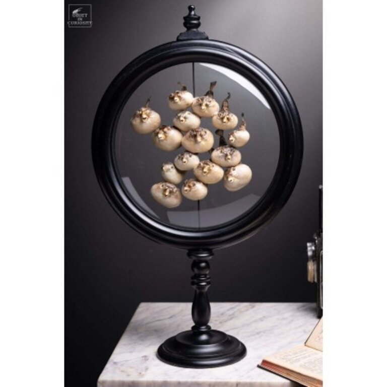 Objet de Curiosité 15 Kogelvissen Achter Glas | Objet de Curiosité