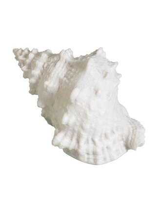 Shell Table Lamp – Battery Operated