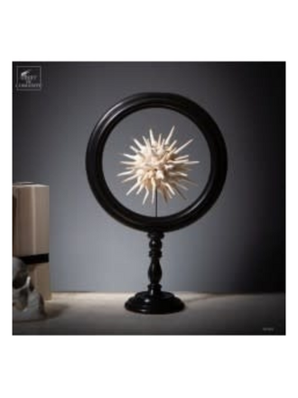 Objet de Curiosité Half Sphere of Fusinus Colus – Large Black Reliquary