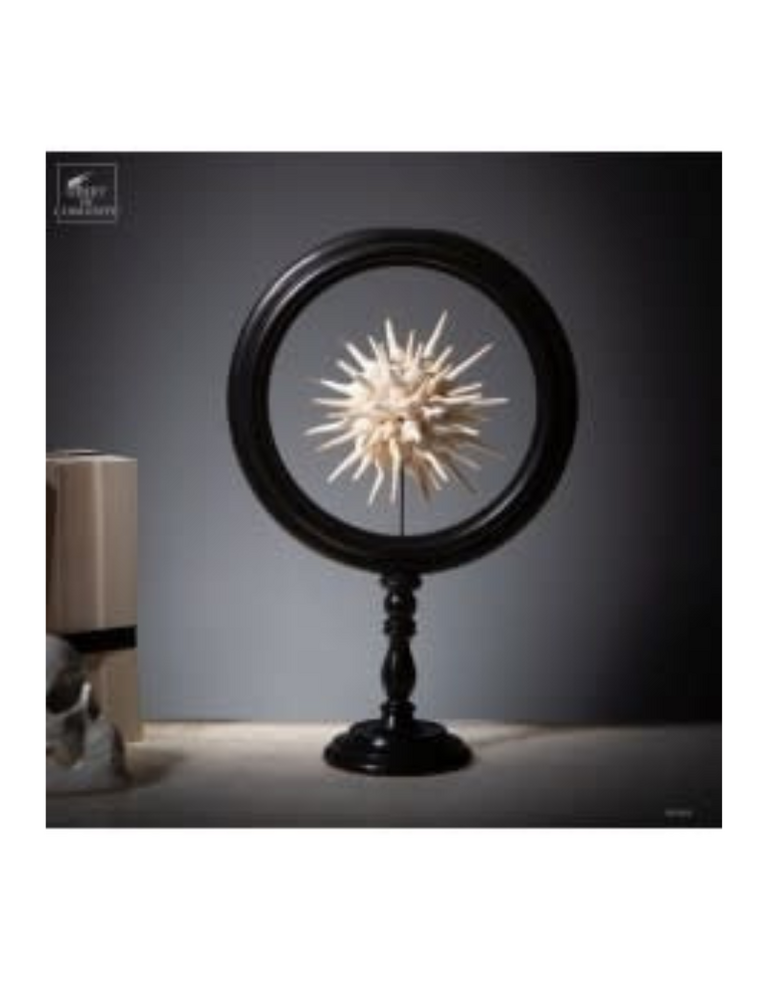 Objet de Curiosité Half Sphere of Fusinus Colus – Large Black Reliquary | L’Objet de Curiosité