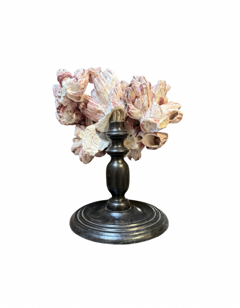 Barnacles on wooden base