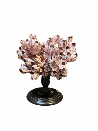 Barnacles on Wooden Base