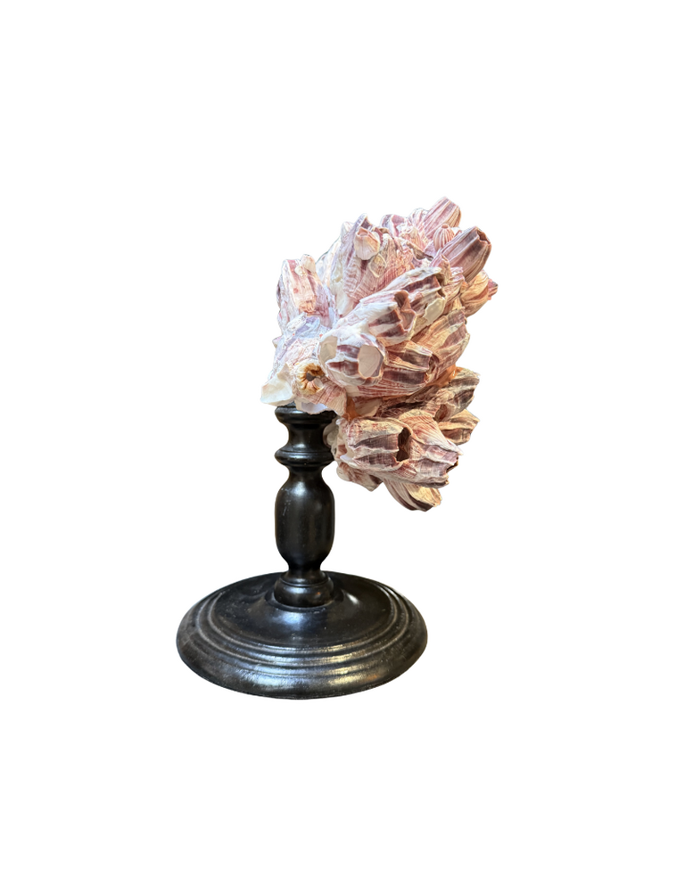 Barnacles on wooden base