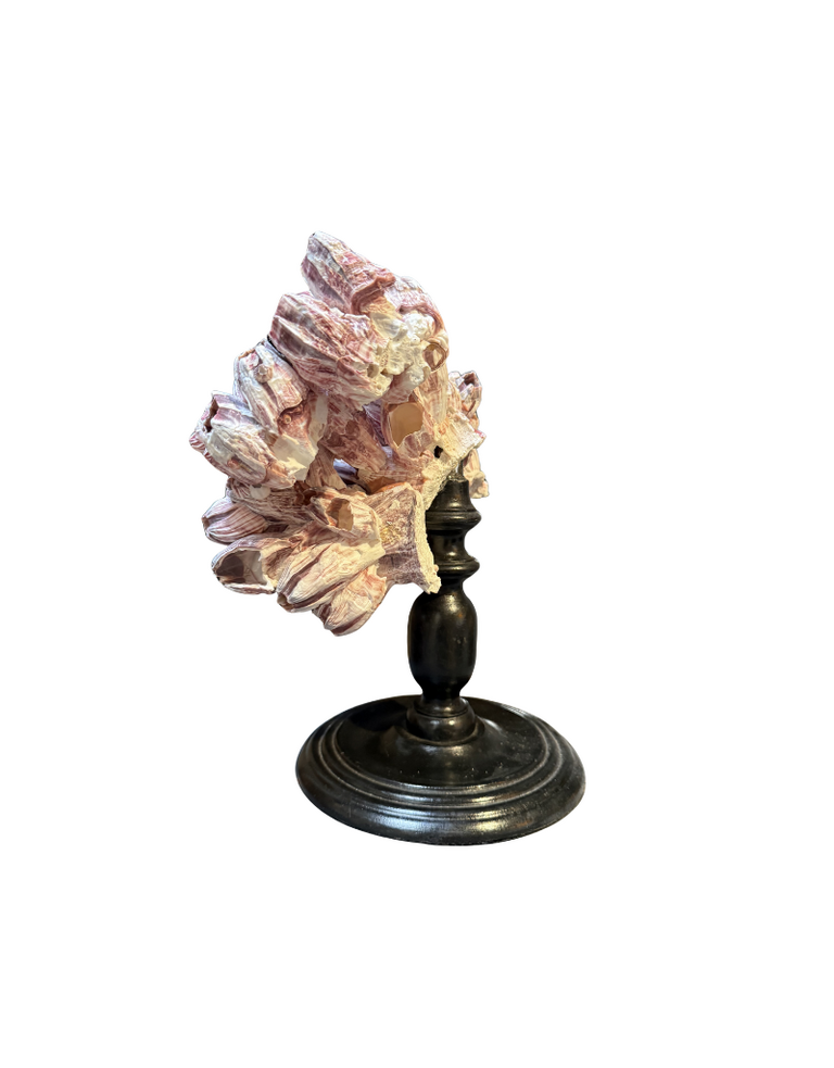 Barnacles on wooden base