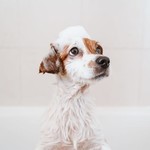 Dierenverzorging