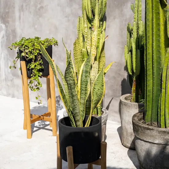 Bazar Bizar De Charcoal Lage Plantenbak - Zwart Natural - S