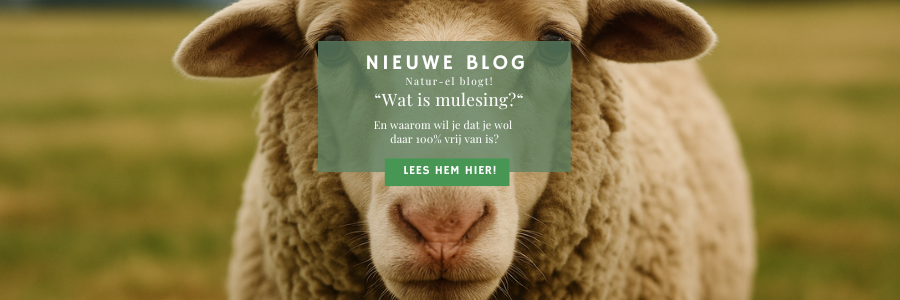 Wat is mulesing? En waarom wil je dat je wol daar 100% vrij van is?