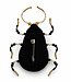 FAIRTRADE broche KEVER ZWART met pailetten en kralen