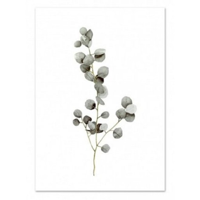 A4 Poster Eucalyptus