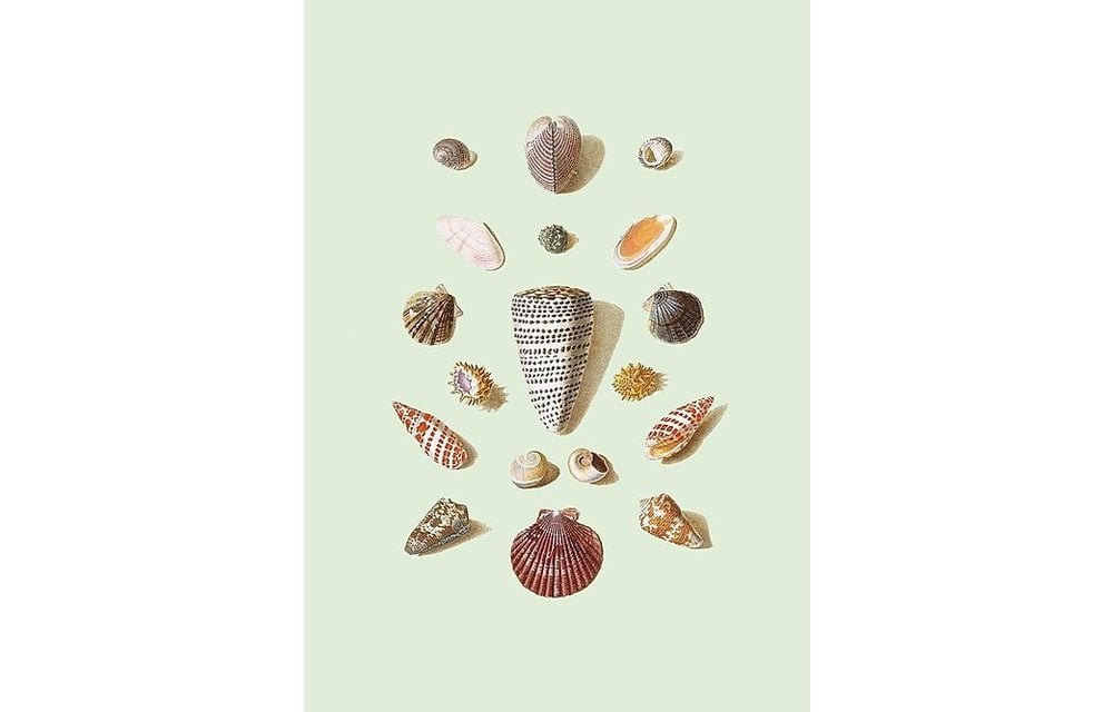 A3 Print "Splendour"