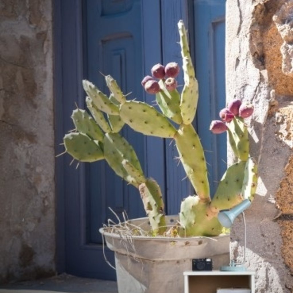 Esta Home Esta Home Cabana PhotowallXL Cactus 158610