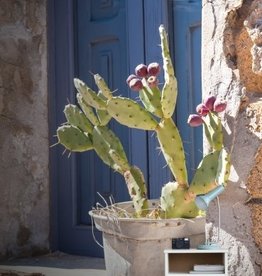 Esta Home Esta Home Cabana PhotowallXL Cactus 158610