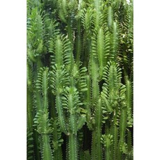 Esta Home Esta Home Greenhouse Wallpaper XXL jungle cactus 158830