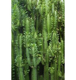 Esta Home Greenhouse Wallpaper XXL jungle cactus 158830