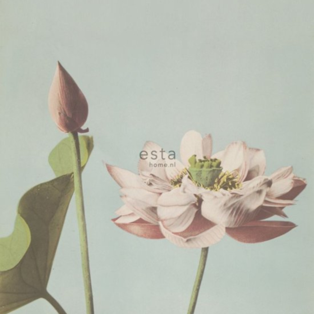 Esta Home Esta Home Blush PhotowallXL Lotus Flower 158890