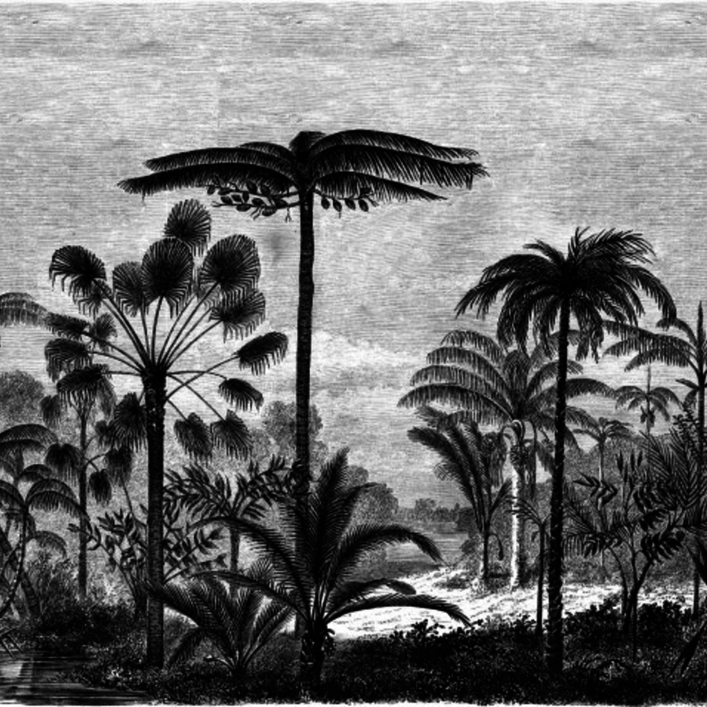 Esta Home Esta Home Paradise PhotowallXL Palm Trees Engraving 158952Esta Home Paradise PhotowallXL Palm Trees Engraving 158952