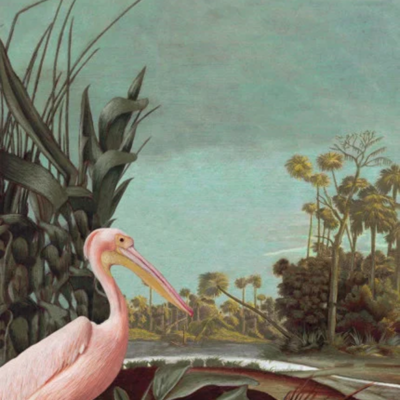 Esta Home Esta Home Paradise PhotowallXL Pelican Bird 158948