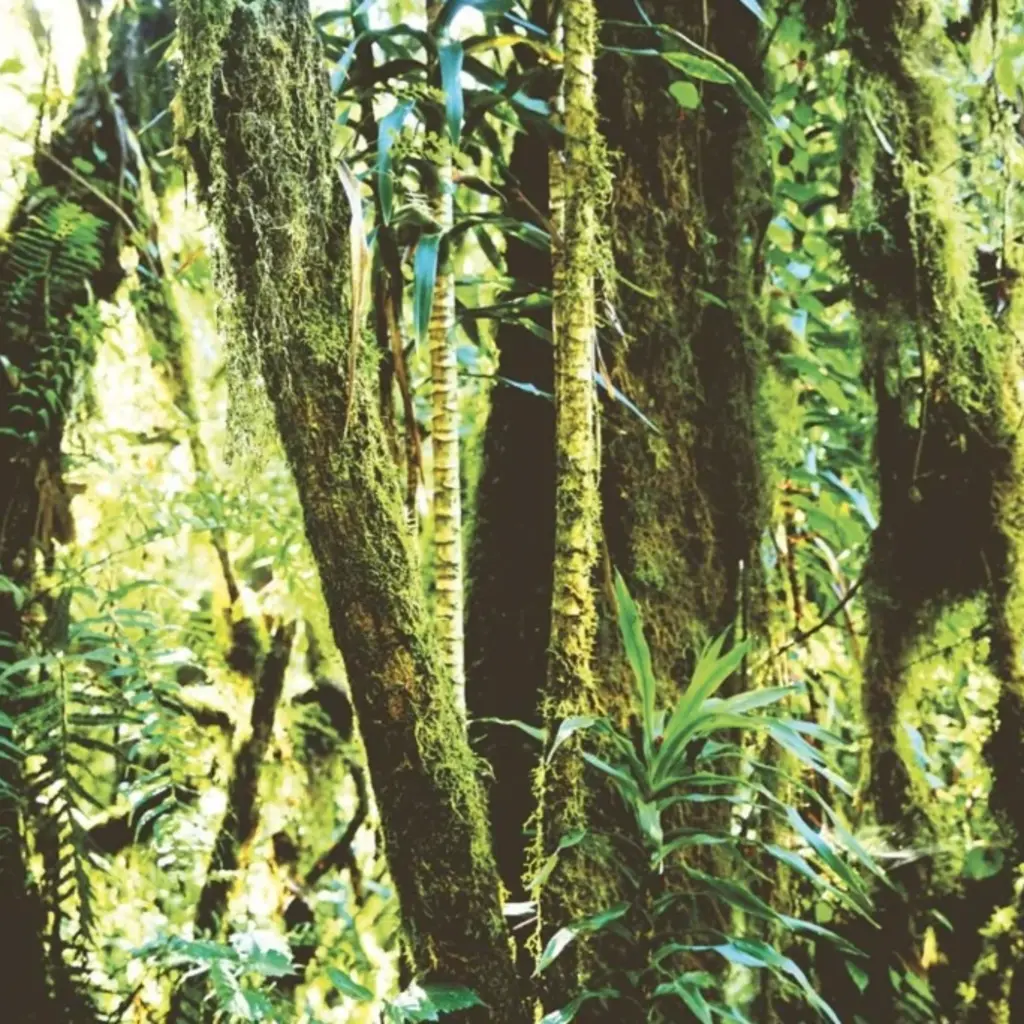 Eijffinger Eijffinger Wallpower Junior 364156 In The Jungle