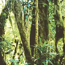 Eijffinger Eijffinger Wallpower Junior 364156 In The Jungle