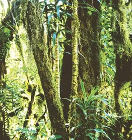 Eijffinger Eijffinger Wallpower Junior 364156 In The Jungle