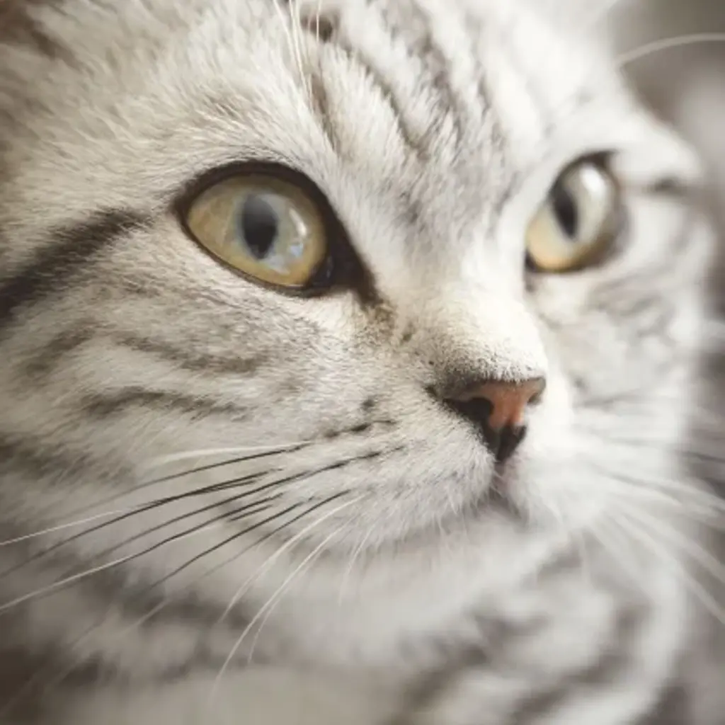 Eijffinger Eijffinger Wallpower Junior 364123 Lady