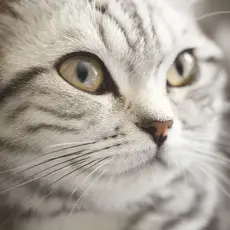 Eijffinger Eijffinger Wallpower Junior 364123 Lady