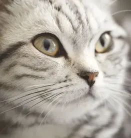 Eijffinger Eijffinger Wallpower Junior 364123 Lady