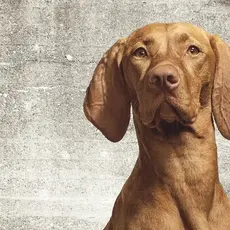 Eijffinger Eijffinger Wallpower Junior Fotobehang/ Wallpower  Artikelnummer: 364123  Afmetingen: 186CM breed x 280CM hoog  Aantal delen: 4  Behangplaksel: Perfax roze  Kwaliteit: vliesbehang-smartpaper  Wallpower Lady