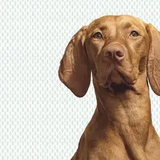 Eijffinger Eijffinger Wallpower Junior 364125 Woof Print