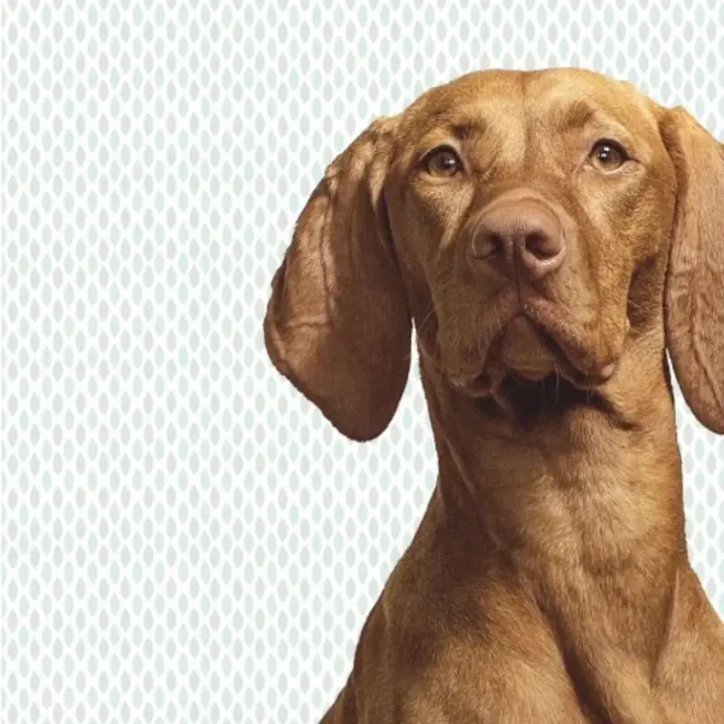 Eijffinger Eijffinger Wallpower Junior 364125 Woof Print