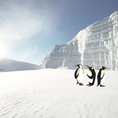 Eijffinger Eijffinger Wallpower Junior 364145 Polar Pinguins