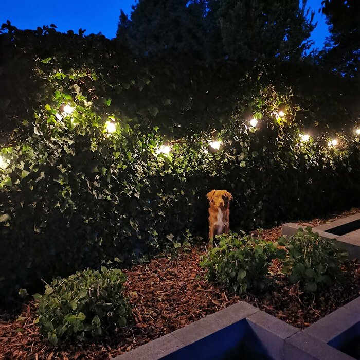 Warm white filament LED bulbs - 1 watt