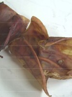 Kau-mi Schweineohren, gerÃ¤uchert